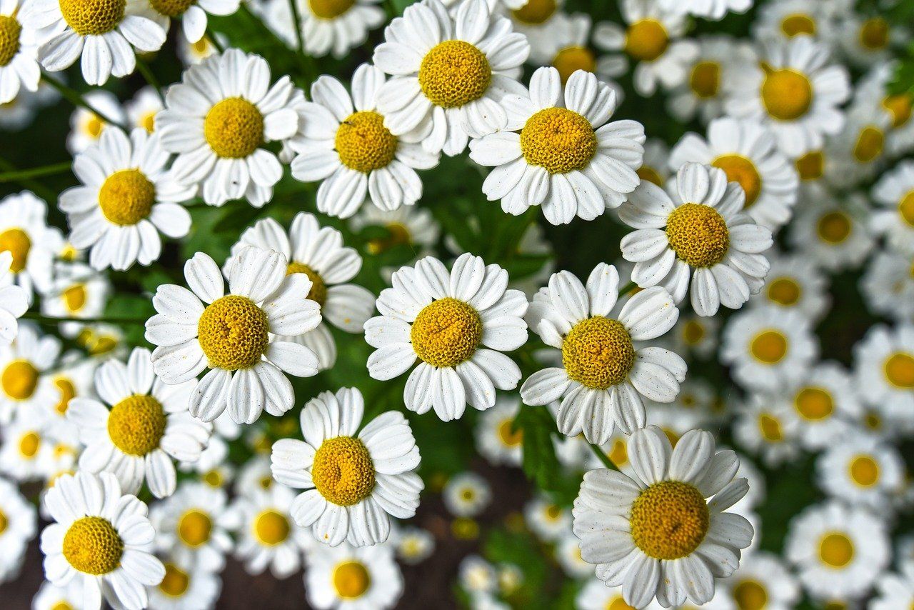 Chamomile flowers