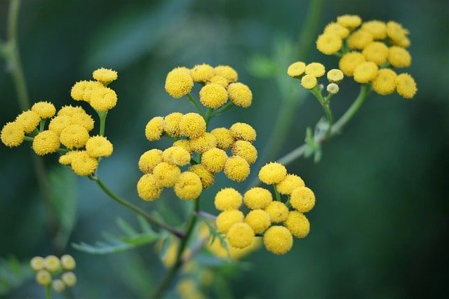 Helichrysum flowers