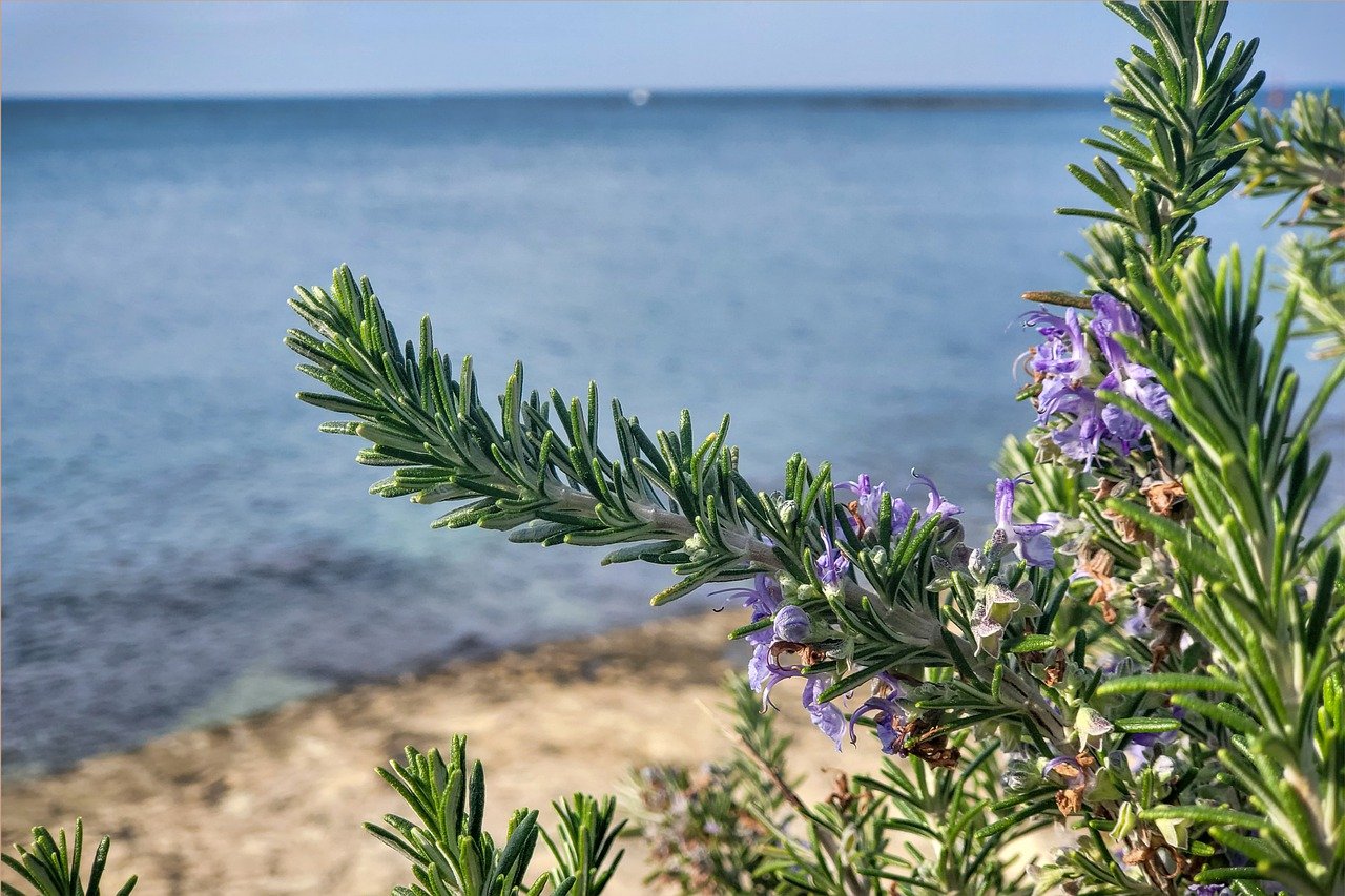 Rosemary plant