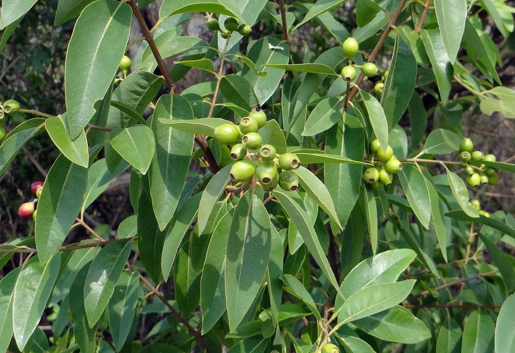 Sandalwood leaves