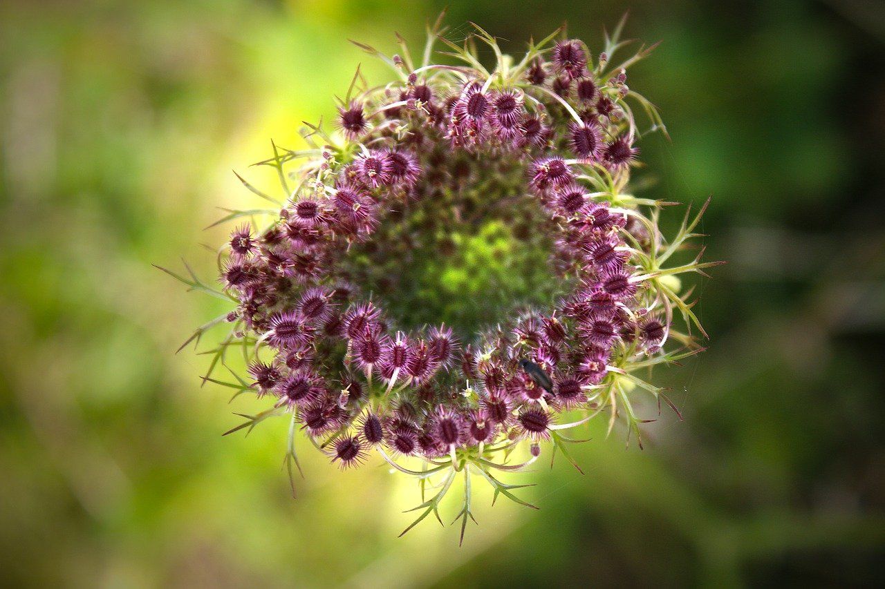 Wild Carrot Seeds flower