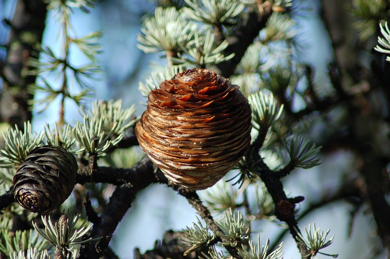 Cedar Wood tree