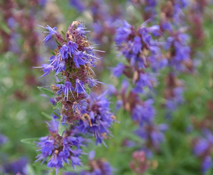 Hyssopus Officinalis flowers