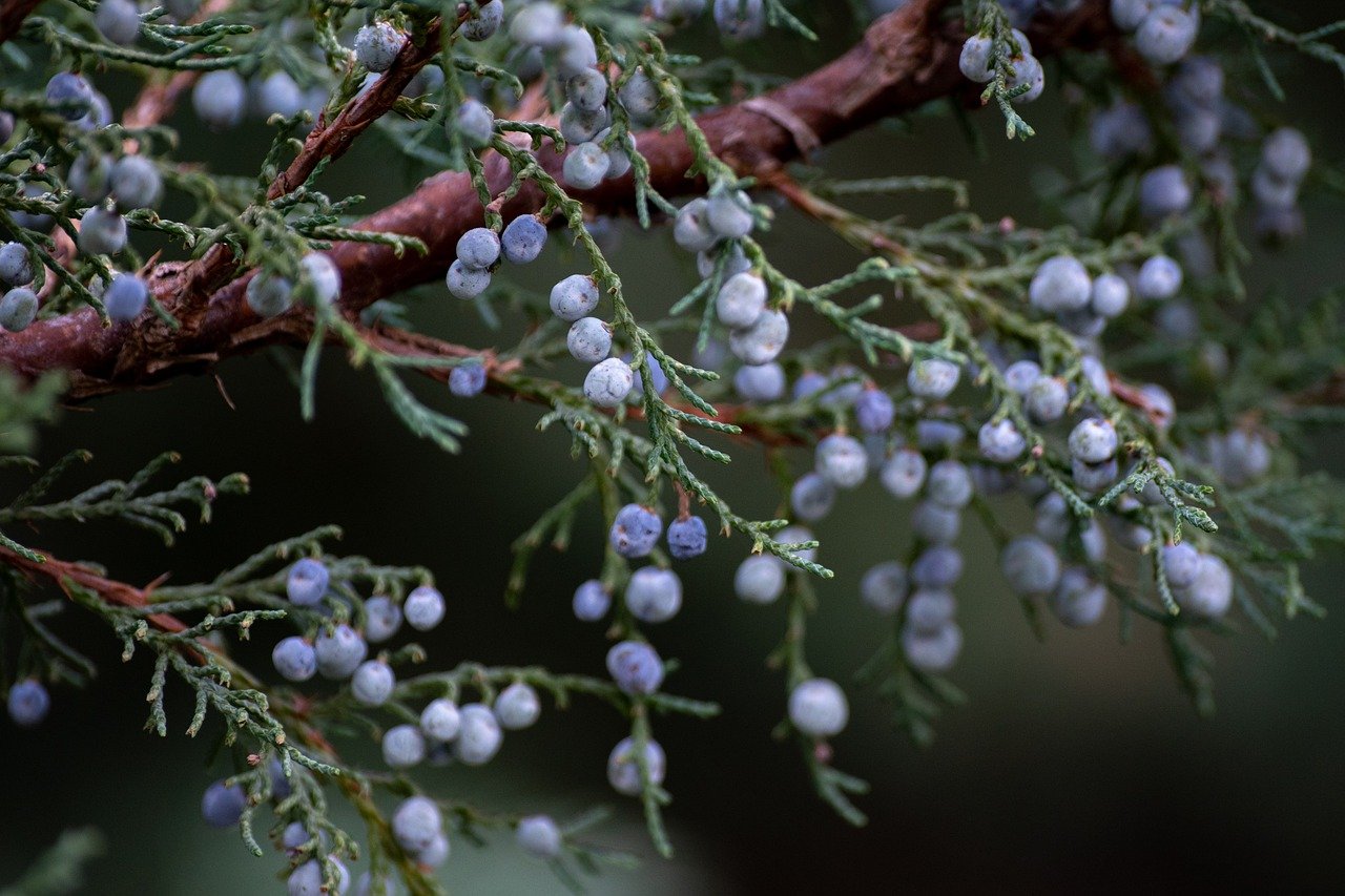 Juniper Berry tree