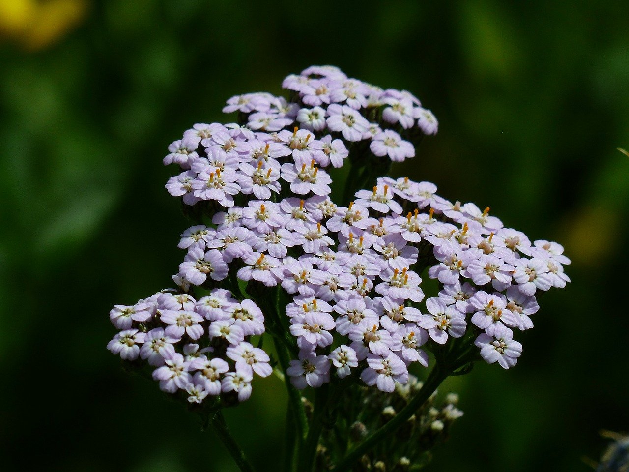 Yarrow flower