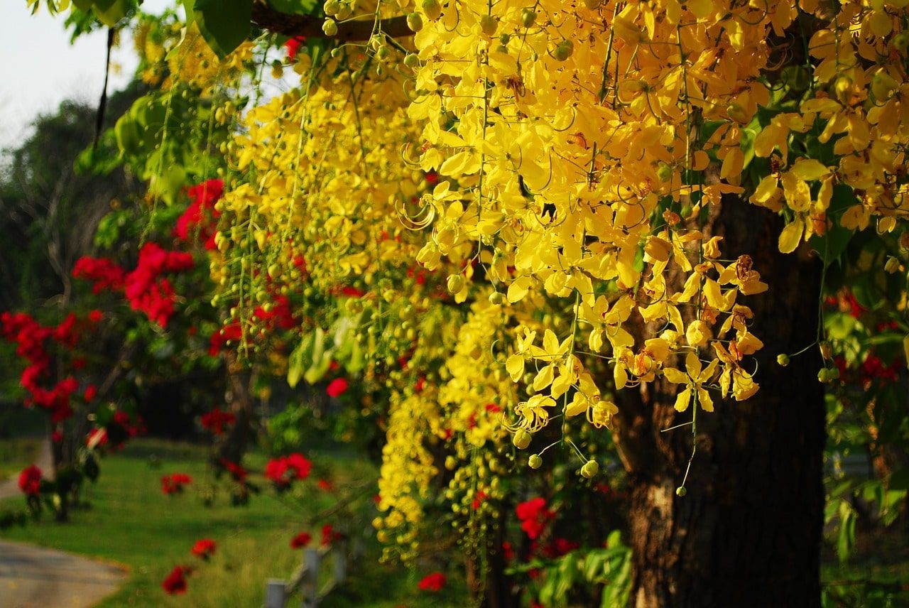 Cassia tree