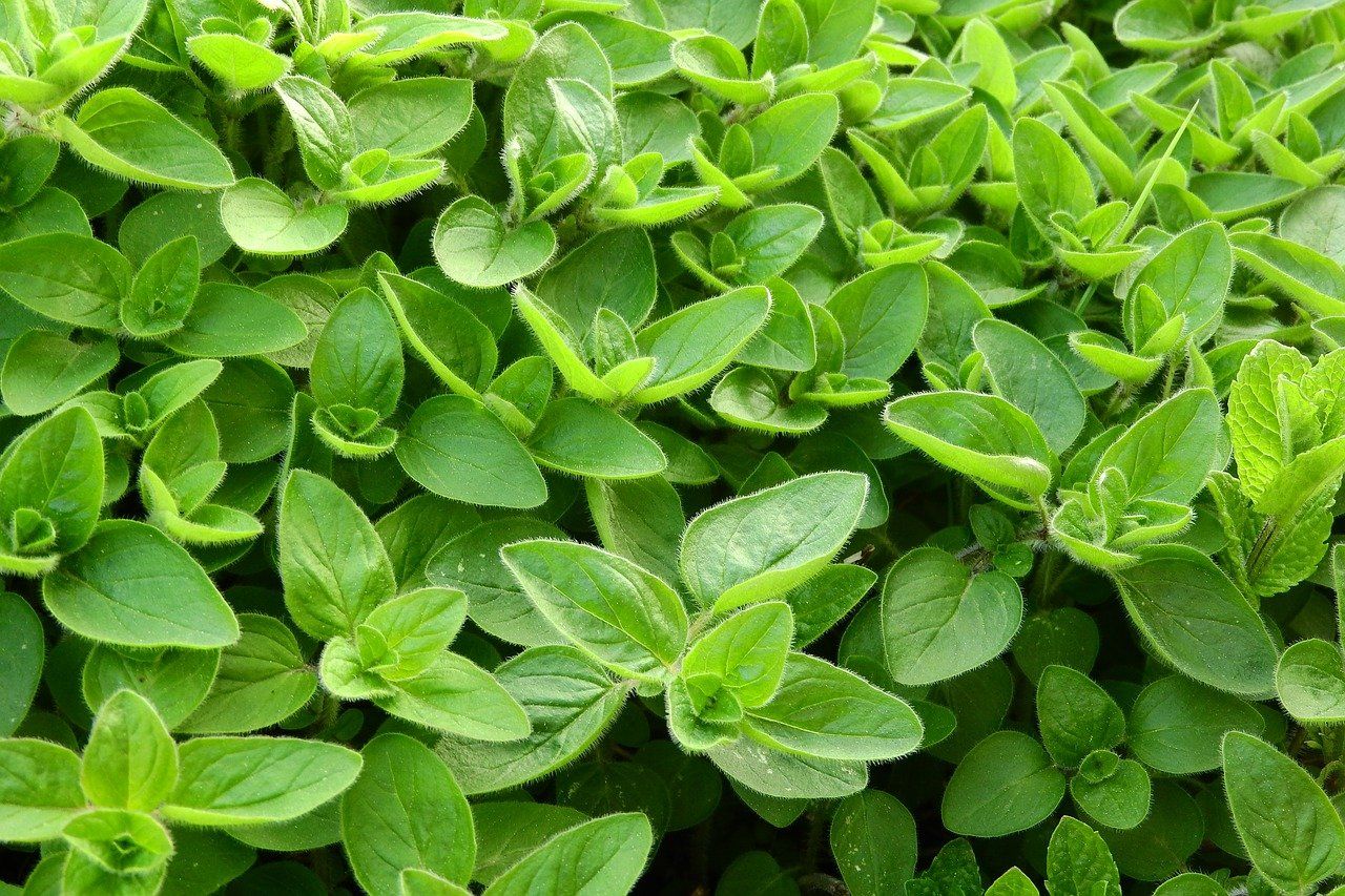 Marjoram leaves