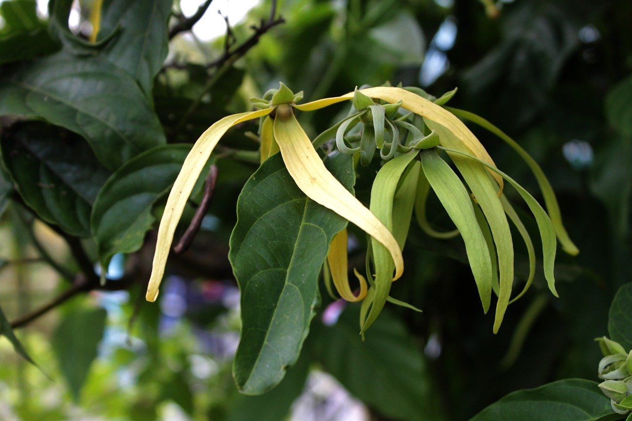 Ylang Ylang leaves