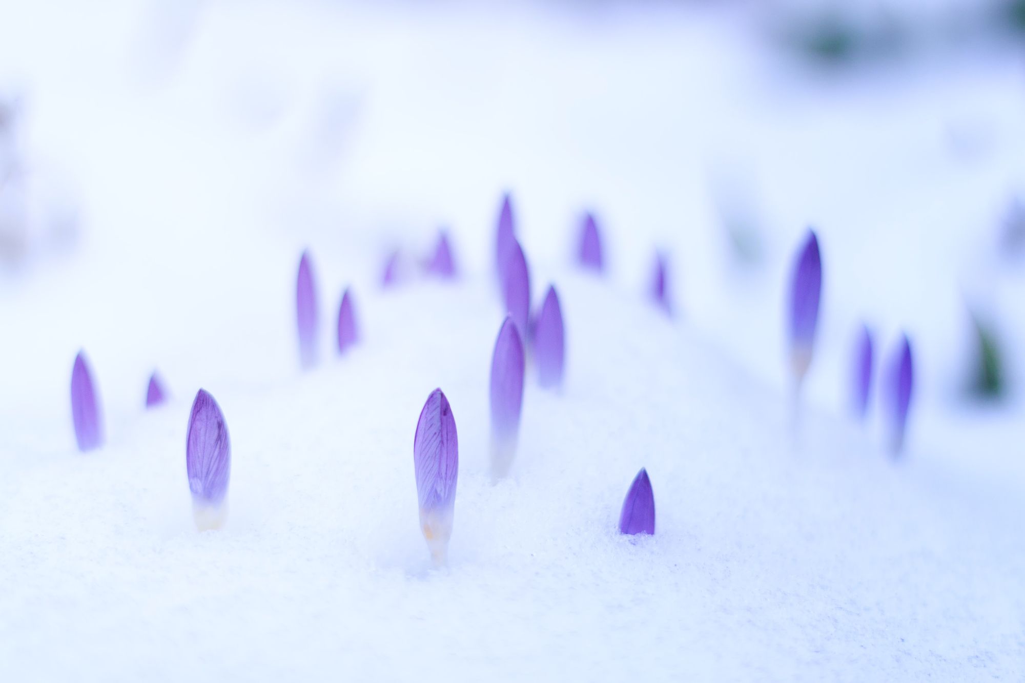 The wonderful aroma of Lavender.