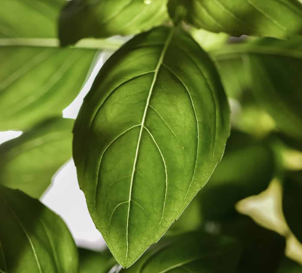 Basil leaf