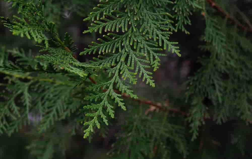 Cypress tree