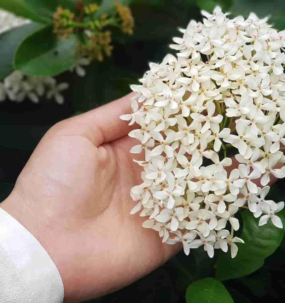 Jasmine flowers