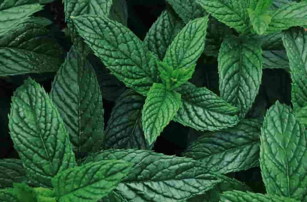 Peppermint Leaves