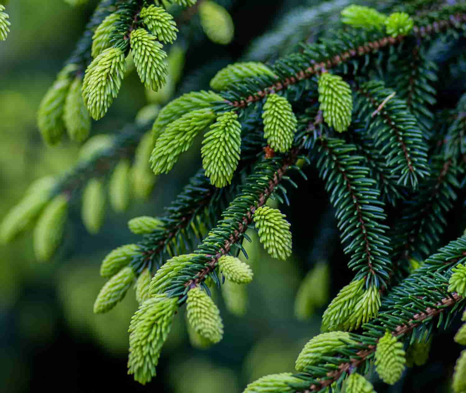 Spruce branches