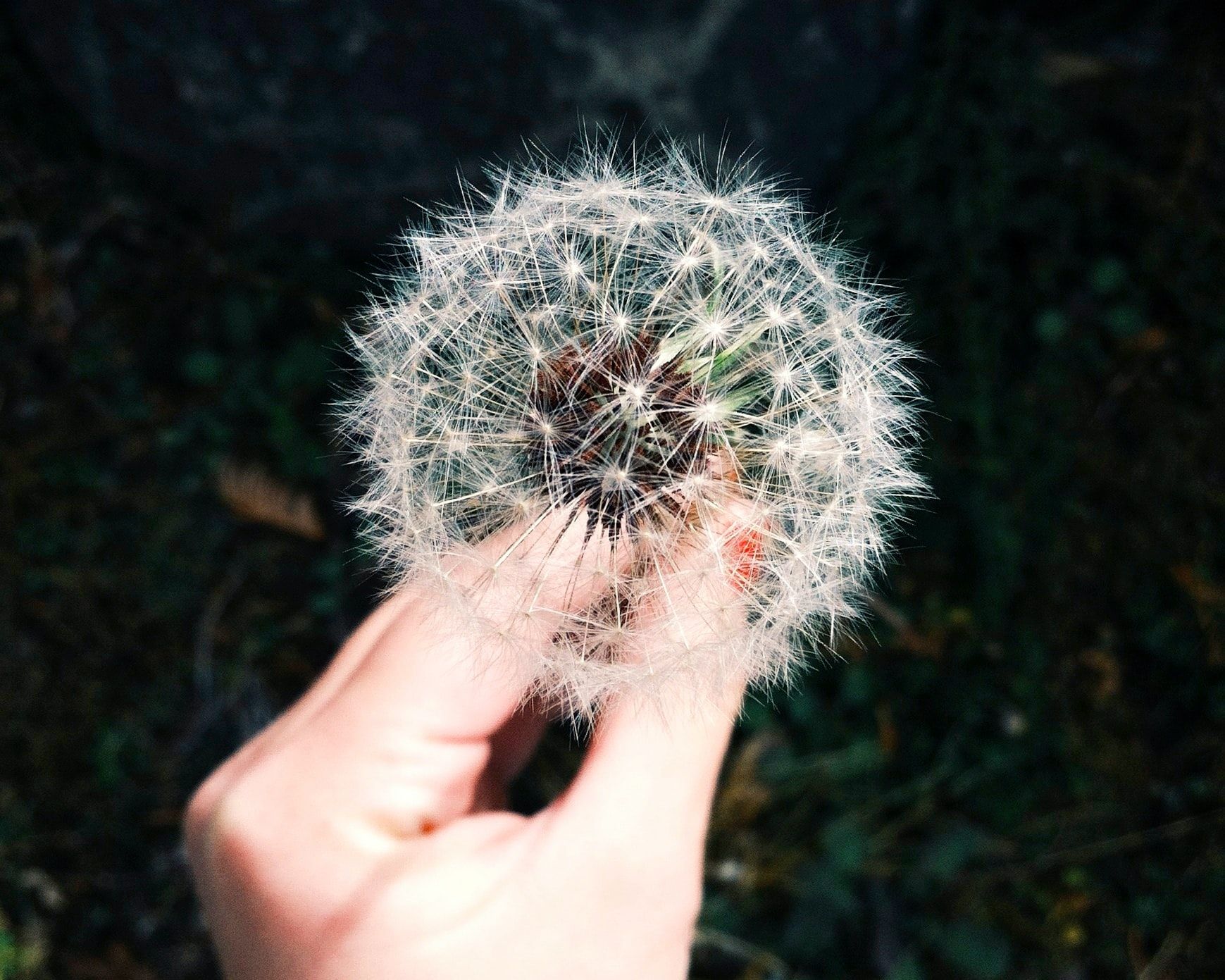 White Dandelion Flower