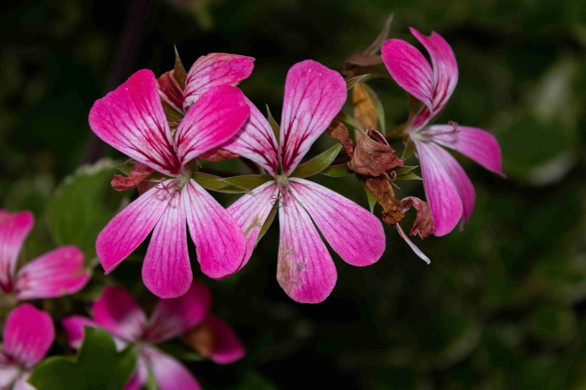 Geranium Rose Flower