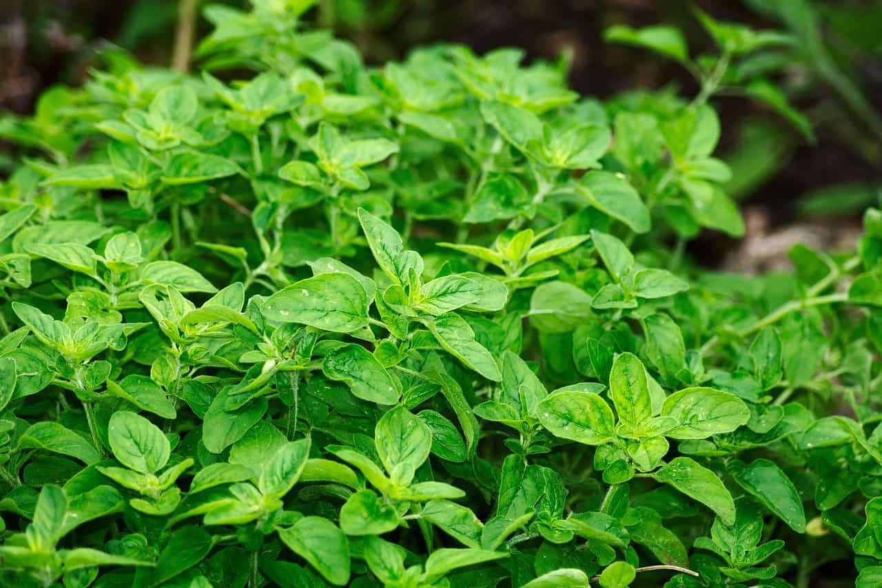 Oregano leaves.