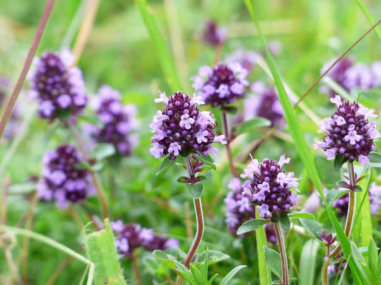 Thyme flowers.