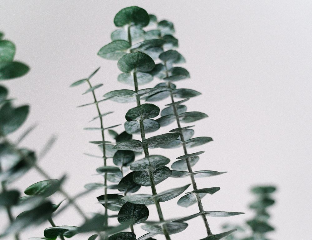 The 9 Best Essential Oils For Allergies