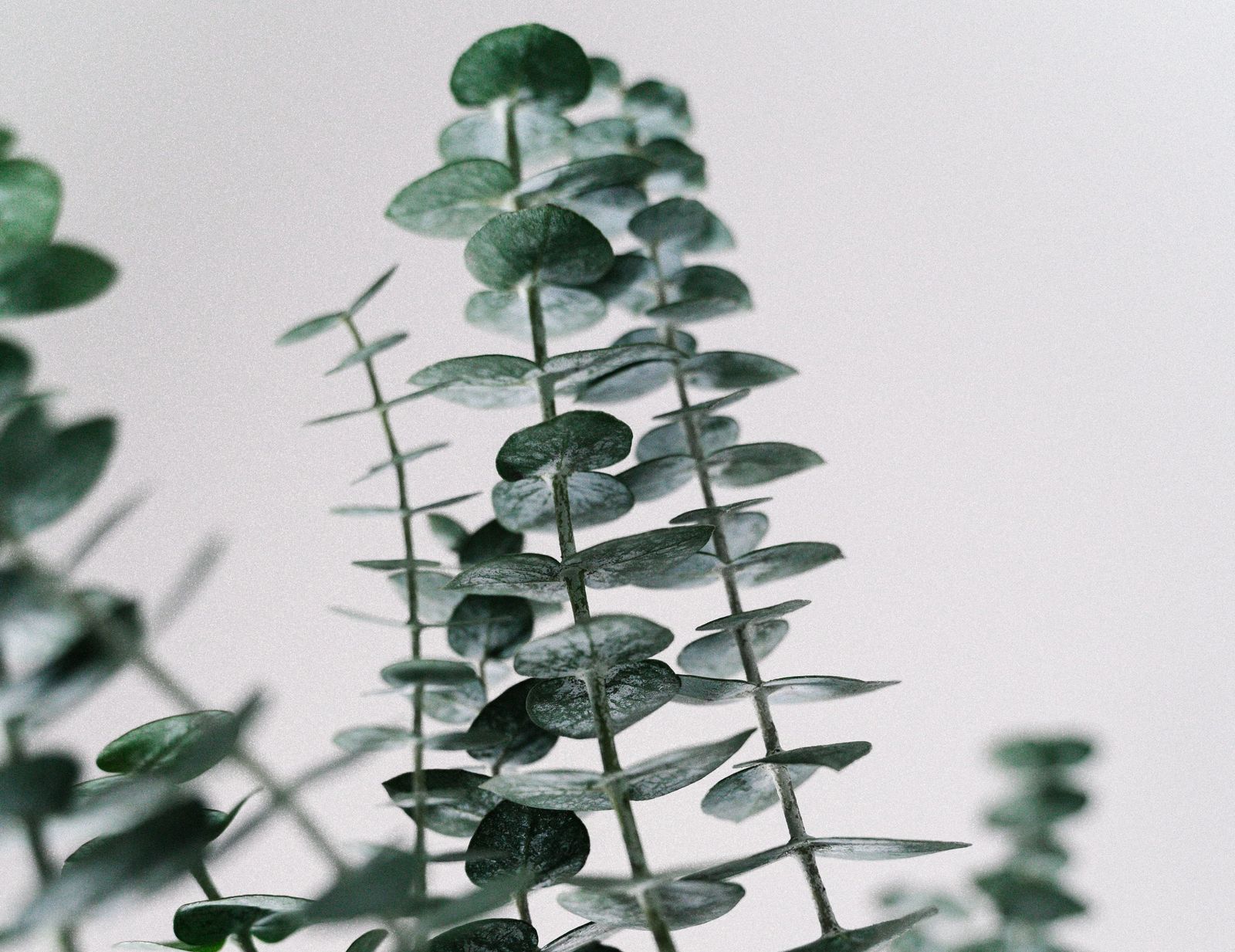 The 9 Best Essential Oils For Allergies