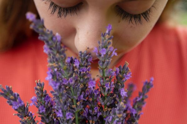 Girl smelling lavender plant. The 37 Best Smelling Essential Oils Of All Time